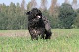 BOUVIER DES FLANDRES 093